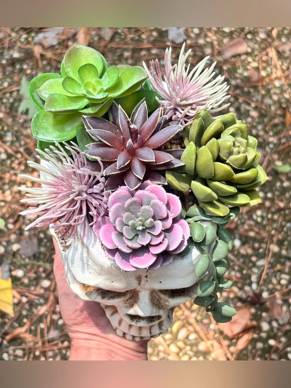 Gothic Skull Planter w/ Faux Succulents
